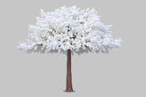 White cherry blossom Tree 5m/16.4 feet XDTMB23-12