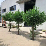 1m meter Small Green leaf Ficus Tree short mini