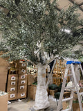 4.5m Olive Tree XDTMB24-44