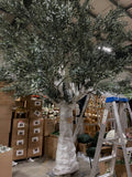 4.5m Olive Tree XDTMB24-44