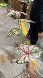 36" Artificial Caladium spray tropical