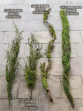 2M/6.5 feet Greenery moss garland