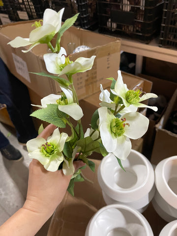 Silk hellebore helleborus White green