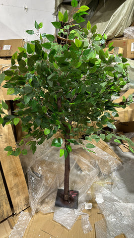 Small Green leaf Ficus Tree