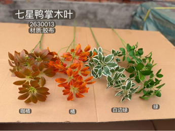 Umbrella tree ivy tree schefflera long stem green leaf greenery