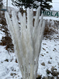 25” bleached white pack of 15 pampas grass stick (M)