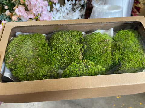 Preserved green Moss pincushion pin cushion(sold in box)