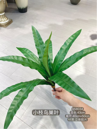 New Bird’s nest Green Fern Bunch (S)