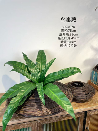 New Bird’s nest Green Fern Bunch (L)