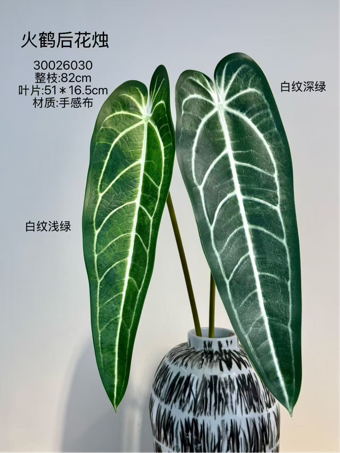 Large giant anthurium leaf queen Anthurium warocqueanum