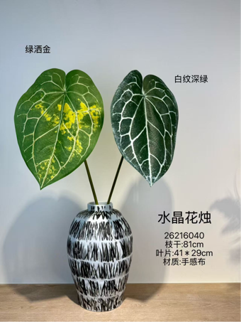 Extra Large giant anthurium tropical Anthurium crystallinum