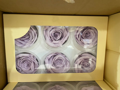 Preserved Rose Head baby lilac bleached (box of 6)