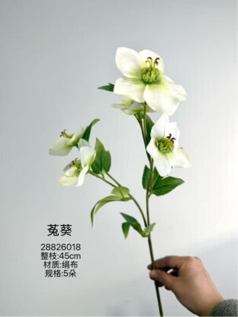 New Single stem Evanthis Stellata Winter Aconite plantae