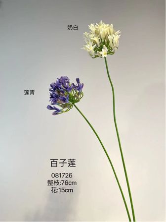 New Purple Agapanthus flower