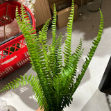 New Medium Green Fern Bunch