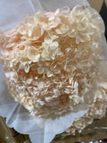 Single stem preserved Anna Hydrangea Champagne