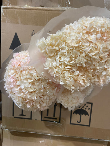 Single stem preserved Anna Hydrangea Champagne