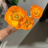 Single stem Poppy Black eye Susan orange