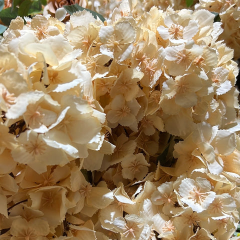 Blush 2 head panicle/cone Hydrangea Single Stem spray