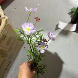 New Mini Lilac wild Cross cosmos