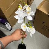 Cream/White with leaf Phalaenopsis Orchid Real touch Flower small orchid