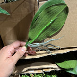 Real Touch Phalaenopsis Orchid leaf for Wedding home decor