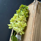 Burnt edge cone Hydrangea Single Stem spray(Green)