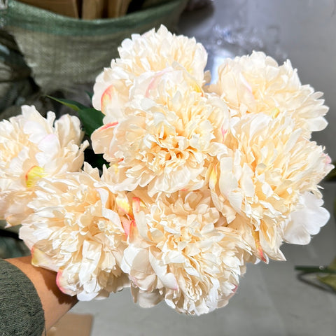 Norway 7 HEAD PEONIES PEONY BUNCH Blush