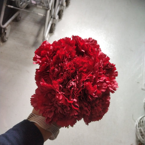 Carnation Red Bunch