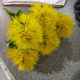 Yellow trick dianthus filler Pom (bundle of 10)