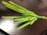 Real Touch Succulent artificial flower leaf wedding greenery 0181-120220  (Button fern bush)-REA-3