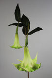 Artificial Flower Angel's Trumpet real touch floramatique SB136 49"(Red)-ART1-26 - Richview Glass Wedding Supplies