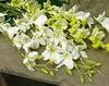 WHITE DENDROBIUM ORCHID SILK FLOWER (white)