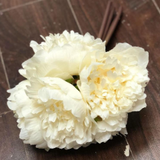 Peony Bouquet Handtied (cream)-PEO1