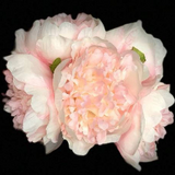 Peony Bouquet Handtied (cream)-PEO1