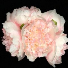 Peony Bouquet Handtied (pink)-PEO2