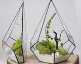 9.5" X 6.3"D Diamond Shaped geometric terrarium Black