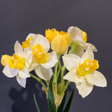 Light Yellow Daffodil 🌼 ARTIFICIAL FLOWER WEDDING DECOR