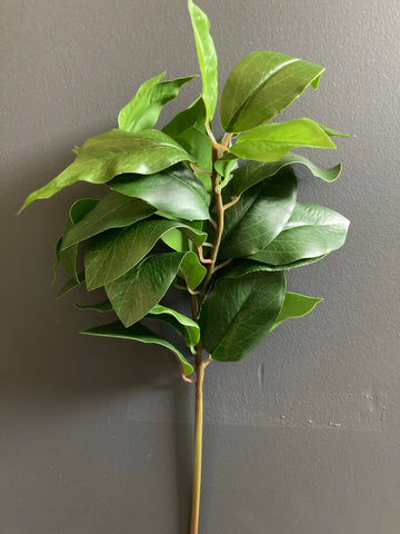 Green Laurel Leaf salal Greenery