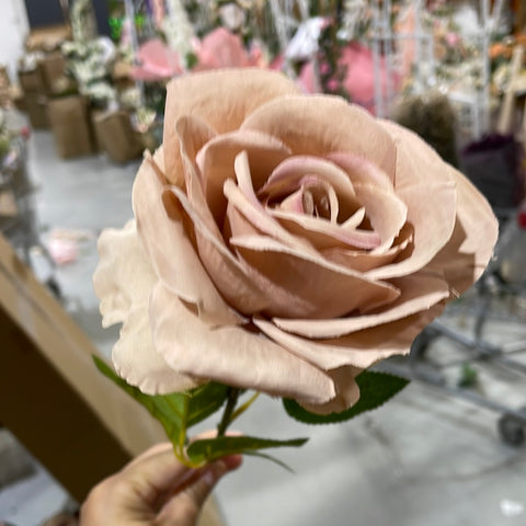 Single Rose Rococo Coffee Single Stem RocoCo Rose