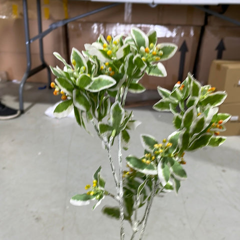 Variegated Leaf with berry long stem green leaf greenery