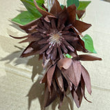 New Single Stem chocolate Clematis