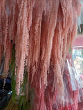 Preserved amaranthus pink real filler greenery