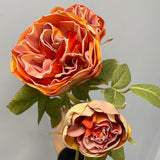 Burnt orange with burnt edge Single Stem RocoCo Austin Rose