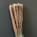 25" Brown chocolate mini pampas grass stick (M)