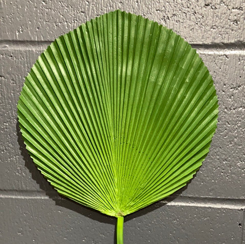 Round Green Palm Leaf (S)