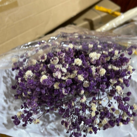 Preserved baby’s breath bunch Dark purple