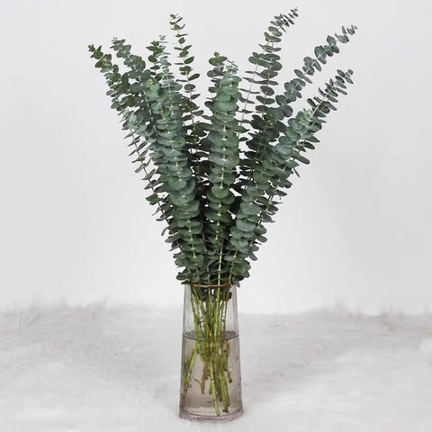 Preserved eucalyptus real greenery