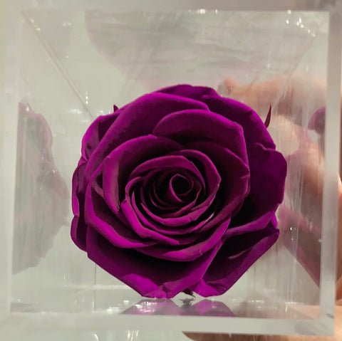 Preserved Rose in Tall Single acrylic box purple (box of 1)