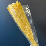 25" pack of 15 Yellow mini pampas grass stick (M)